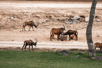 Group of antelopes on field at San Diego Safari Park