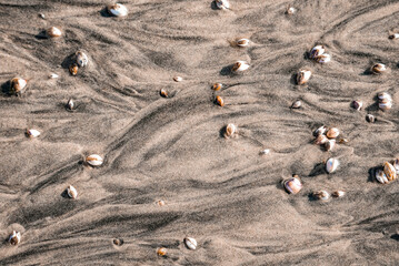 High angle close-up of seashells and pebbles on sand at beach during sunny day