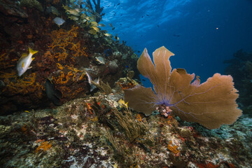 Fototapeta na wymiar Reef coral with yellow school of fish swimming in blue ocean.