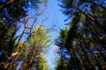 Fototapeta premium Tall Pines Area, Walnut Woods Metro Park, Groveport, Ohio