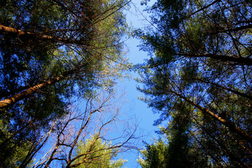 Tall Pines Area, Walnut Woods Metro Park, Groveport, Ohio