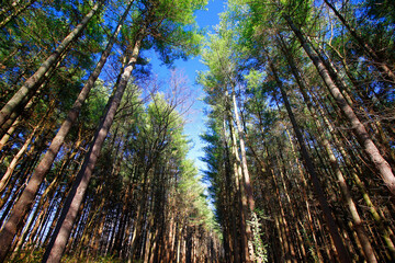 Fototapeta premium Tall Pines Area, Walnut Woods Metro Park, Groveport, Ohio