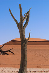 Namib Desert, Sossusvlie, Namibia. 