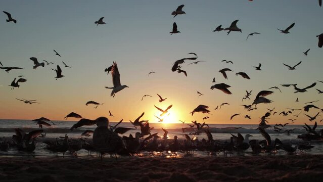 Flock of seagulls on the beach at orange sunset