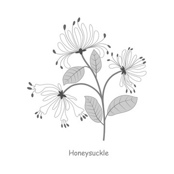 Hand drawn honeysuckle flowers with leaves and stem isolated on a white background. White background on  separate layer.
