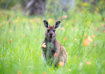 Cute wild young kangaroo is grazing close-up, animal portrait