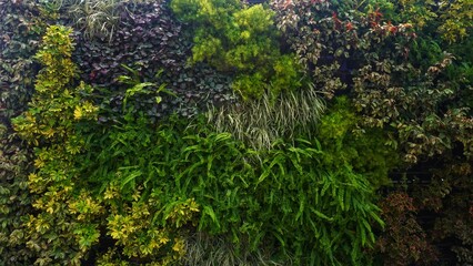 Close up purple and green flower plant in the stone wall for home decoration or design interior. it can use for template background