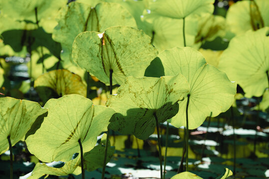 Lotus leaf plant with sunlight in the pond