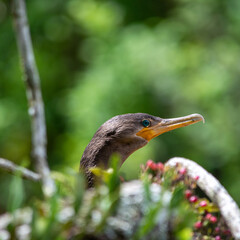 Nome Científico:
Nannopterum brasilianum
English name:
Neotropic Cormorant
Nome em português:
Biguá ou Mergulhão