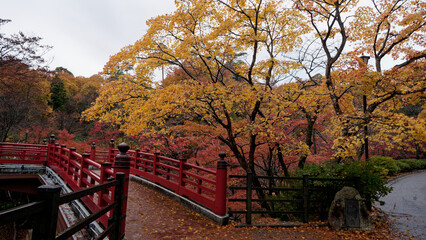 弥彦公園モミジ谷の朱塗りの橋と紅葉