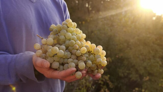 Ripe bunches of grapes in the hands of a farmer. Wine production, winemaking, viticulture, grape plantation. Organic food, small local family farm, farming and harvesting concept