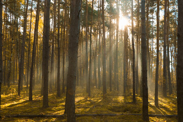 Obraz premium Majestic view of forest with sunbeams shining through trees in morning