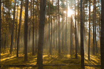 Fototapeta na wymiar Majestic view of forest with sunbeams shining through trees in morning