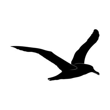 recommend clip art: Albatross silhouette on a white background