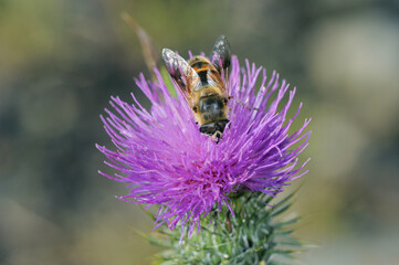 訪花するナミハナアブ（北海道・知床）
