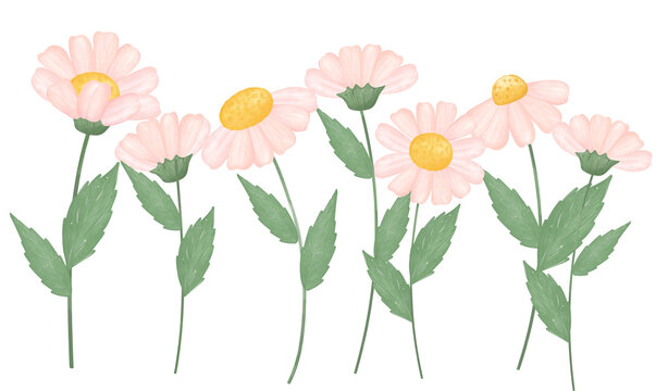 cute daisy flowers garden watercolour cartoon 