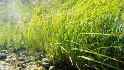 Underwater weed gently swaying
