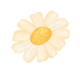 cute single daisy flower watercolour cartoon  © Natsicha