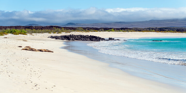 Cerro Brujo (Wizard's Hill) beach with Galapagos Sea Lions (Zalophus Wollebaeki) on San Cristobal island, Galapagos national park, Ecuador.