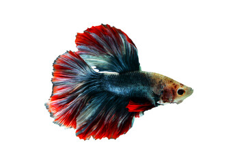 Colorful Fighting fish isolated on transparent background.