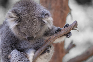 The Australian Koala (Phascularctos cinereous).