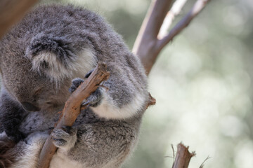 The Australian Koala (Phascularctos cinereous).