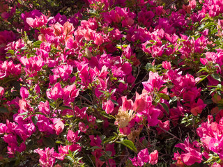 Pink Bouganville flowers and their green leaves