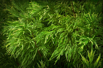 Closeup of cryptomeria, with its beautiful green leaves and peculiar shape