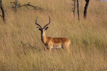 Naklejka na ściany i meble Impala Serengeti National Park Migration, Tanzania