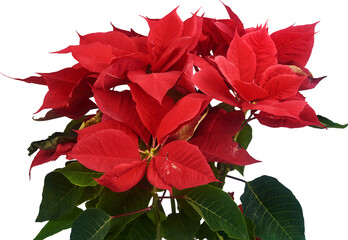 flor de noche buena © fergomez