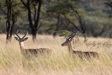 Serenegti National Park Migration, Tanzania