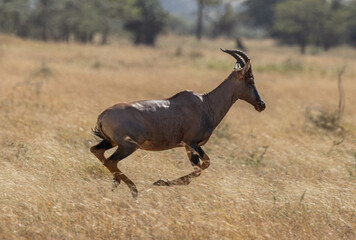 Serenegti National Park Migration, Tanzania