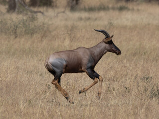 Serenegti National Park Migration, Tanzania