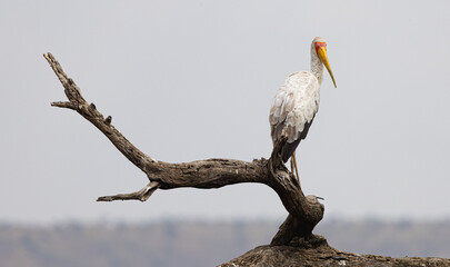 Serenegti National Park Migration, Tanzania