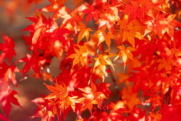 Fototapeta premium Colorful autumn leaves nature background