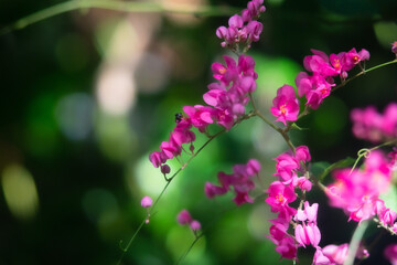 Obraz premium pink flowers in the garden