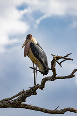 Serenegti National Park Migration, Tanzania
