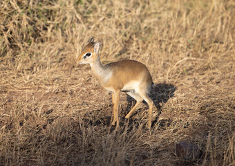 Serenegti National Park Migration, Tanzania