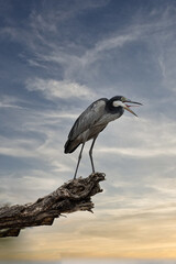 Tarangire National Park, Tanzania