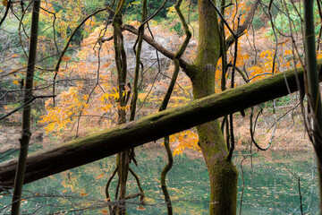 Golden autumn trees in the forest. Beautiful background. Seasonal colorful nature backgrounds in Japan 
