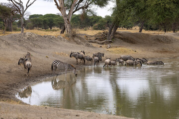 Fototapeta na wymiar Tarangire National Park, Tanzania