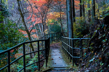 Golden autumn trees in the forest. Beautiful background. Seasonal colorful nature backgrounds in Japan 
