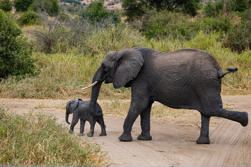 Fototapeta premium Tarangire National Park, Tanzania