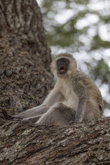 Tarangire National Park, Tanzania