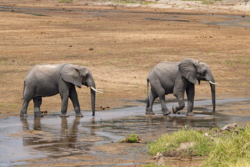 Tarangire National Park, Tanzania