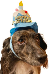 ハッピーバースデーの帽子をかぶったチワックスの犬