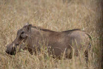Tarangire National Park, Tanzania