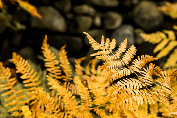 fern leaf in autumn © Jenn