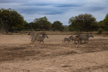 Fototapeta na wymiar Serenegti National Park Migration, Tanzania