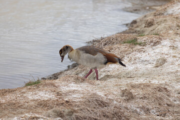Serenegti National Park Migration, Tanzania